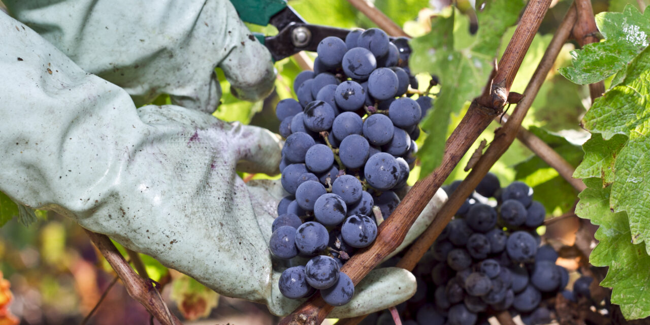 CANTINA VIGNAIOLI DEL MORELLINO DI SCANSANO VINCE SULLA PIOGGIA E SULLA PERONOSPORA GRAZIE A SOS WINE