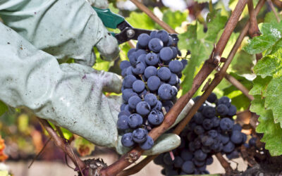 CANTINA VIGNAIOLI DEL MORELLINO DI SCANSANO VINCE SULLA PIOGGIA E SULLA PERONOSPORA GRAZIE A SOS WINE