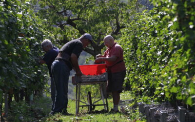 CANTINE DI VERONA: VENDEMMIA 2023, QUANTITÀ E QUALITÀ PRESERVATE GRAZIE AL LAVORO DI SQUADRA