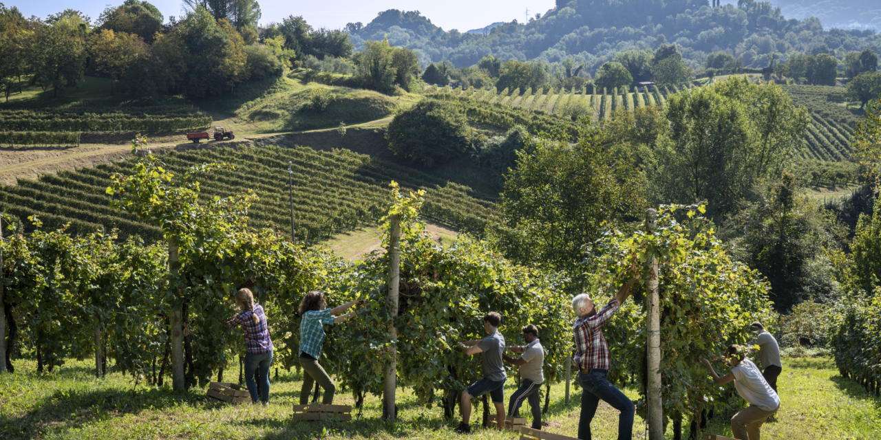 VENDEMMIA 2024: SFIDE CLIMATICHE E PROSPETTIVE PER IL CONSORZIO ASOLO PROSECCO