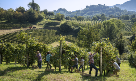 VENDEMMIA 2024: SFIDE CLIMATICHE E PROSPETTIVE PER IL CONSORZIO ASOLO PROSECCO