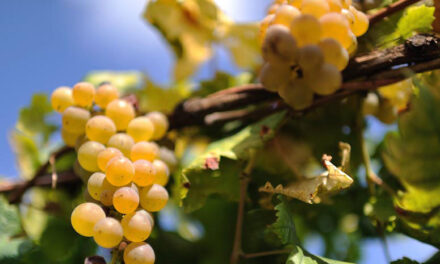 Consorzio di Tutela Caluso Docg, Carema e Canavese Doc: quattro eventi autunnali per scoprire i vini del Canavese