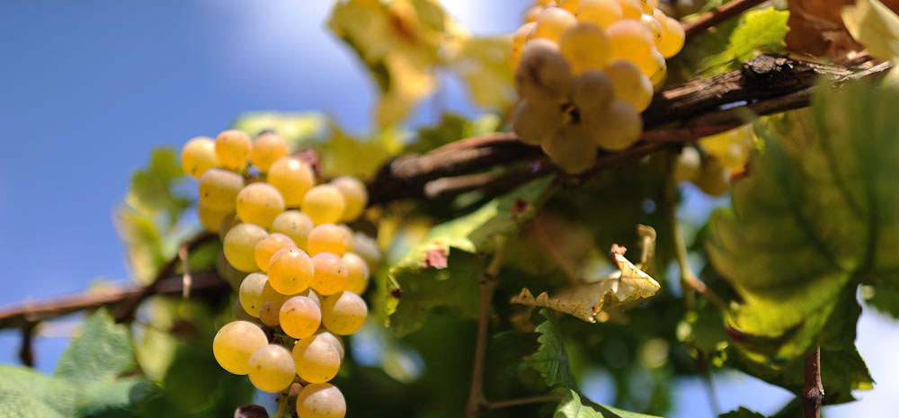 Consorzio di Tutela Caluso Docg, Carema e Canavese Doc: quattro eventi autunnali per scoprire i vini del Canavese