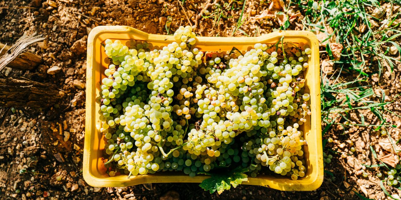 Vendemmia 2024: le prospettive dei Consorzi Asolo Prosecco e Vini del Montello, Caluso Docg, Carema e Canavese Doc, Tutela Vini Trasimeno