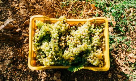 Vendemmia 2024: le prospettive dei Consorzi Asolo Prosecco e Vini del Montello, Caluso Docg, Carema e Canavese Doc, Tutela Vini Trasimeno